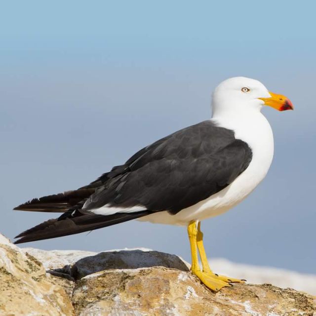 pacific-gull